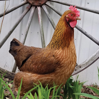 McMurray Hatchery Welsummer