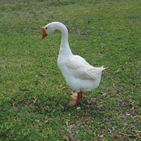 McMurray Hatchery White Chinese Goose