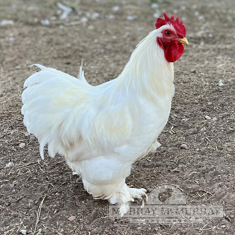McMurray Hatchery White Cochin Bantams