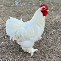 McMurray Hatchery White Cochin Bantams