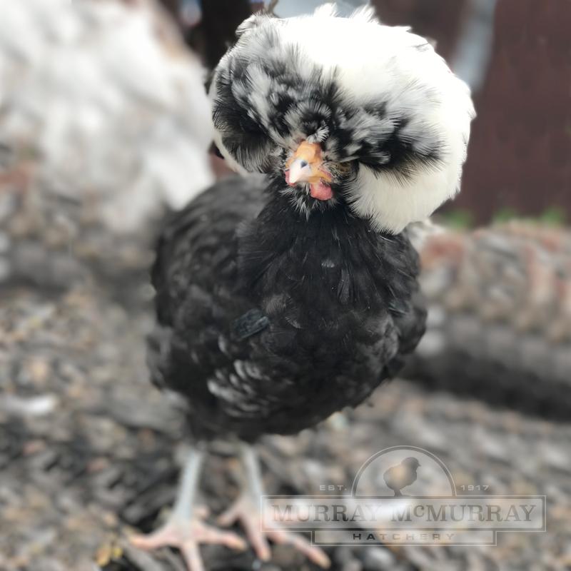 McMurray Hatchery White Crested Black Polish Bantam Chicken