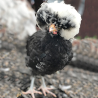 McMurray Hatchery White Crested Black Polish Bantam Chicken
