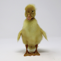 McMurray Hatchery White Crested Duckling