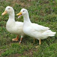 McMurray Hatchery Duclair Ducks