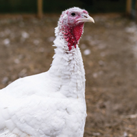 McMurray Hatchery White Holland Turkeys