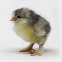McMurray Hatchery White Langshan Baby Chick