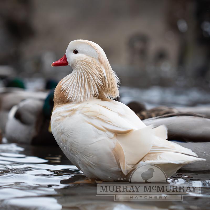 McMurray Hatchery White Mandarin Ducks