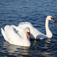 McMurray Hatchery White Mute Swan Breeder Pair