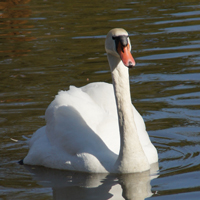 McMurray Hatchery White Mute Swan