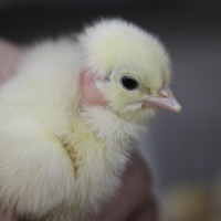 McMurray Hatchery Closeup of a White Naked Neck Baby Chick