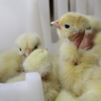 McMurray Hatchery White Naked Neck Baby Chicks
