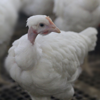 McMurray Hatchery White Naked Neck Turken Pullet