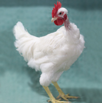 McMurray Hatchery White Naked Neck Rooster