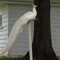 McMurray Hatchery White Peacock with Long Tail