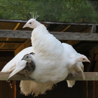 McMurray Hatchery White Peahen with Pied and White Peachicks
