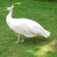 McMurray Hatchery White Peahen