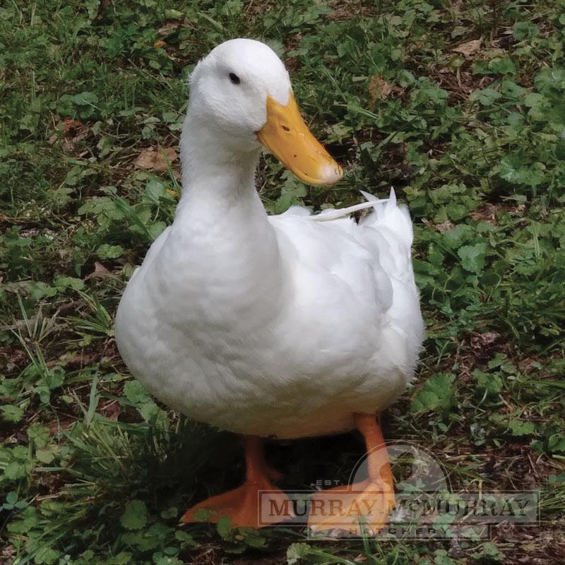 McMurray Hatchery White Pekin Duck