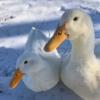 McMurray Hatchery White Pekin Ducks