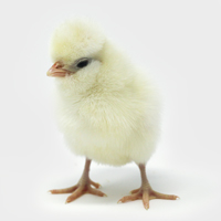 McMurray Hatchery White Polish Day-Old Baby Chick