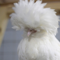 McMurray Hatchery White Polish Hen Close-up