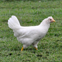 McMurray Hatchery White Sapphire Chicken