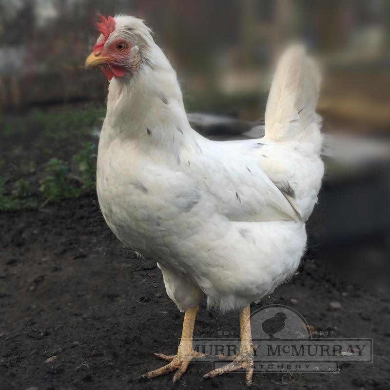 McMurray Hatchery | White Sapphire Chicken