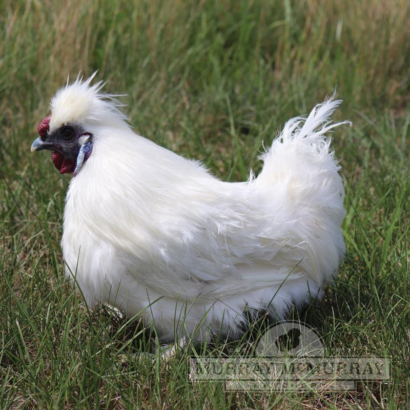 1 SILKIE CHICKEN SADDLE APRON HEN BACK FEATHER PROTECTION BACKYARD POULTRY  USA 