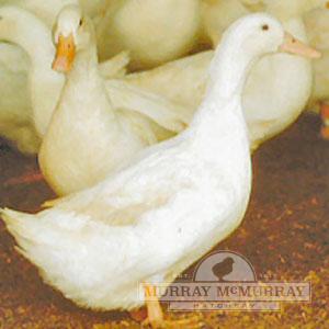 McMurray Hatchery White Star Hybrid Duck
