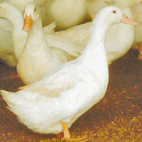 McMurray Hatchery White Star Hybrid Duck