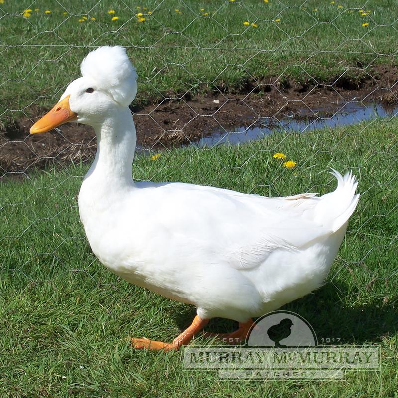McMurray Hatchery White Crested Duck