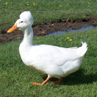 McMurray Hatchery White Crested Duck