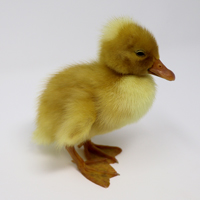 McMurray Hatchery White Crested Duckling