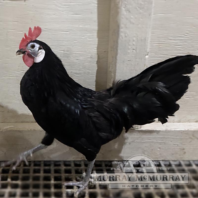 McMurray Hatchery White Faced Black Spanish Bantam Chickens
