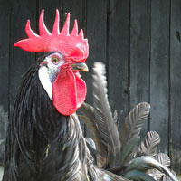 McMurray Hatchery White Faced Black Spanish Rooster