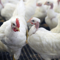 McMurray Hatchery White Naked Neck APA Certified Flock