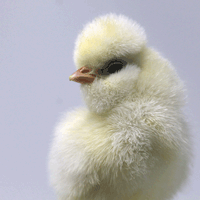 McMurray Hatchery White Polish Baby Chick