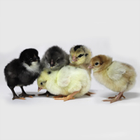 McMurray Hatchery Whiting True Blue Baby Chicks