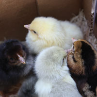 McMurray Hatchery Whiting True Blue Day-Old Baby Chicks