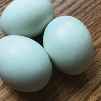 McMurray Hatchery Whiting True Blue Eggs