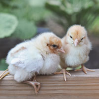McMurray Hatchery Whiting True Green Day-Old Baby Chicks