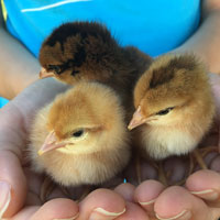 McMurray Hatchery Whiting True Green Day-Old Baby Chicks