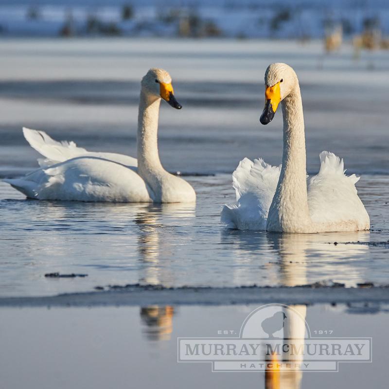 McMurray Hatchery Whooper Swan Breeder Pair