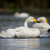 McMurray Hatchery Whooper Swans