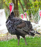 McMurray Hatchery Broad-Breasted Turkey Tom
