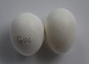 McMurray Hatchery Golden Campine eggs