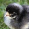McMurray Hatchery Barred Rock Baby Chick