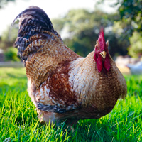 McMurray Hatchery Bielefelder rooster