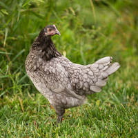 McMurray Hatchery Blue Andalusian Hen