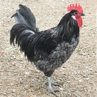 McMurray Hatchery Blue Andalusian