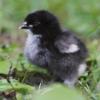 McMurray Hatchery French Black Copper Marans Day-Old Baby Chick
